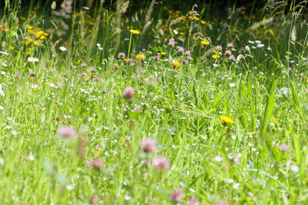 Caritas Tagungszentrum Fribourg im Breisgau Extérieur photo